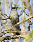 Gray Catbird 5092